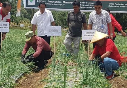 OD-JWS Kompak Panen Bawang Merah di Tompaso