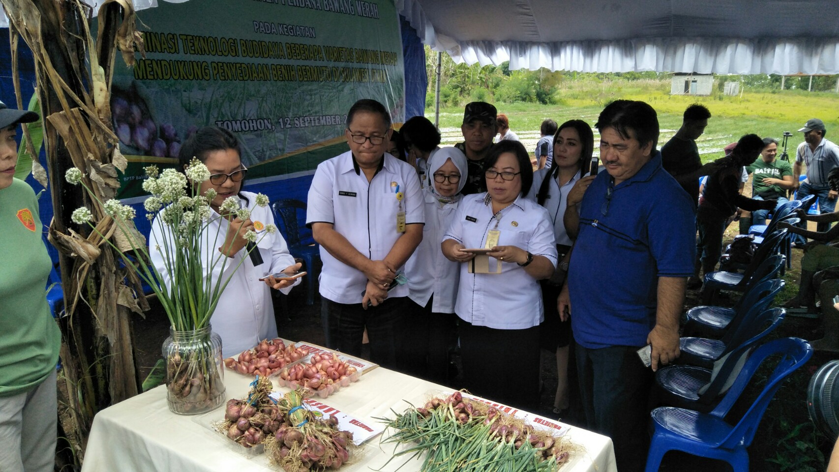 Lolowang Ikut Panen Pengembangan Varietas Bawang Merah