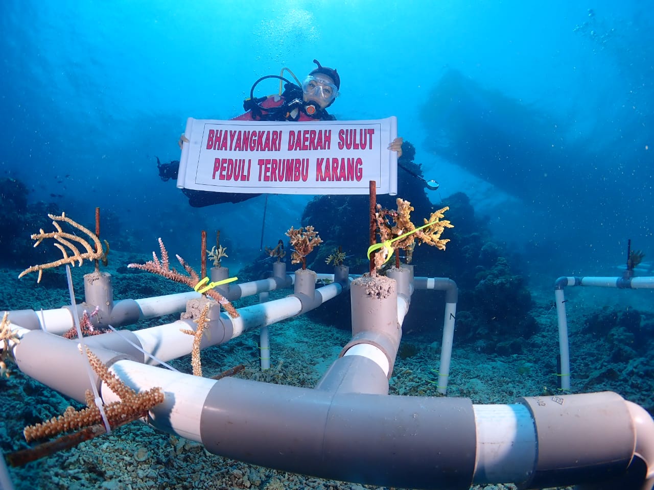 Transplantasi Koral di Taman  Laut Bunaken