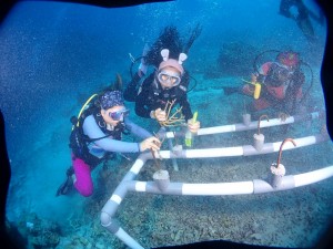 Transplantasi Koral di Taman Laut Bunaken