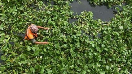 Pemkab Minahasa Koordinasikan Penanganan Eceng Gondok