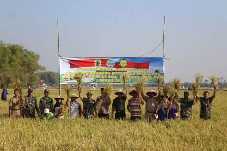 Sukseskan Swasembada Pangan  Anggota Koramil Trangkil Dampingi Petani Panen Raya