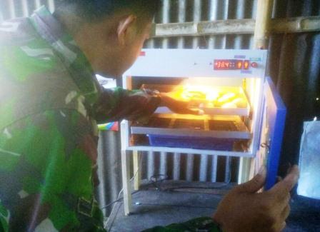 TMMD Ke-105 Kodim 1310/Bitung Tingkatkan Taraf Hidup Masyarakat Dengan Pemanfaatan Alat Penetasan Telur TMMD Ke-105 Kodim 1310/Bitung Tingkatkan Taraf Hidup Masyarakat Dengan Pemanfaatan Alat Penetasan Telur