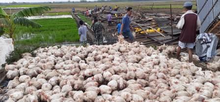 3500 Ekor Ayam Kehilangan Kandangnya Karena Disapu Angin Puting Beliung