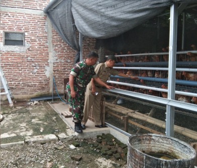 Cepat Dan Tanggap, Babinsa Koramil Pati Kota Bersama Dinas Lingkungan Hidup Datangi Kandang Ayam Petelur