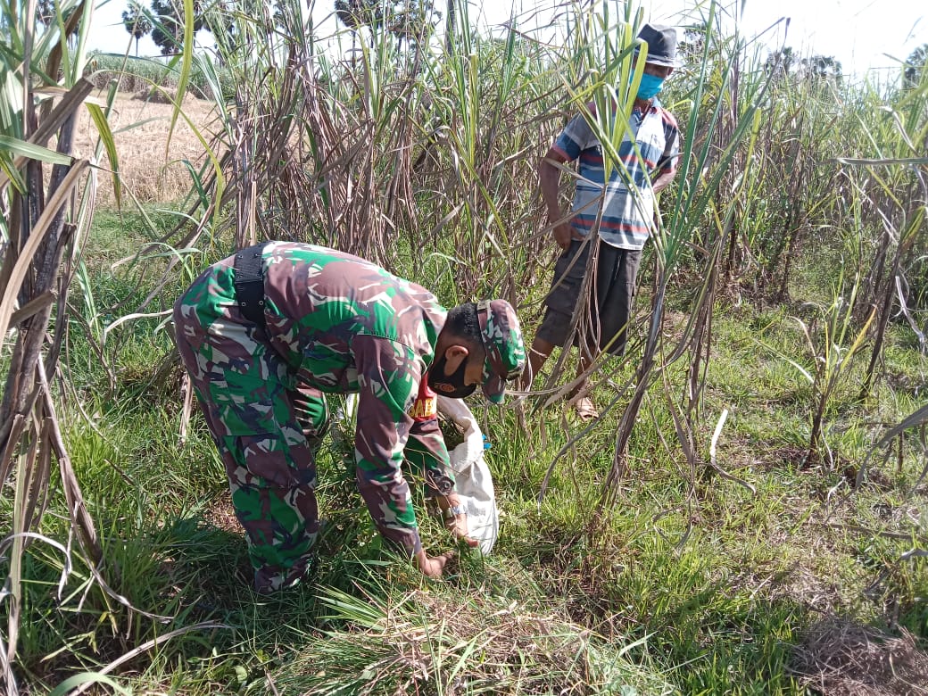 Warga Pencari Rumput Dikebun Didatangi Anggota Kodim Pati Warga Pencari Rumput Dikebun Didatangi Anggota Kodim Pati