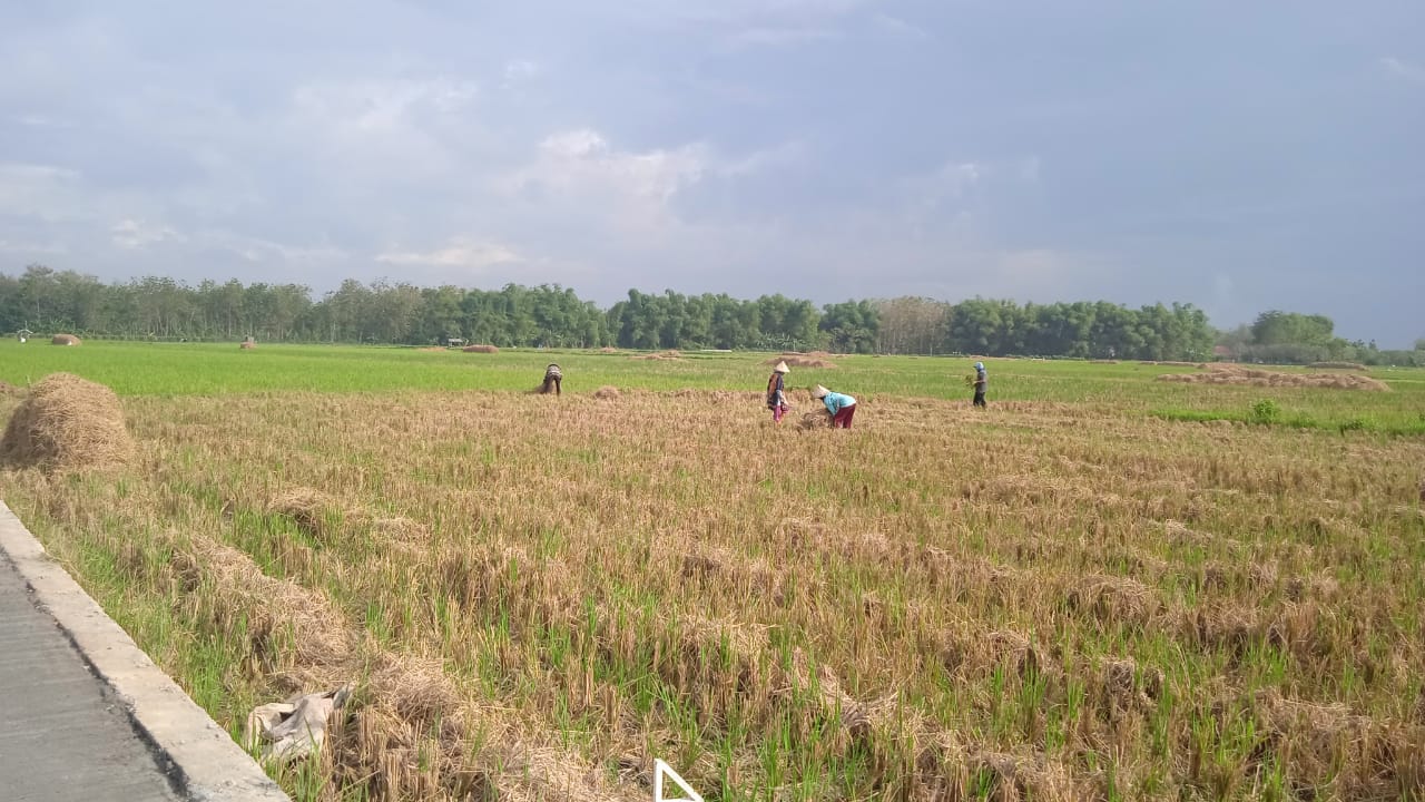 Hamparan Sawah Desa Tamansari Sebentar Lagi Terbentang Jalan Mulus Penghubung Antar Desa