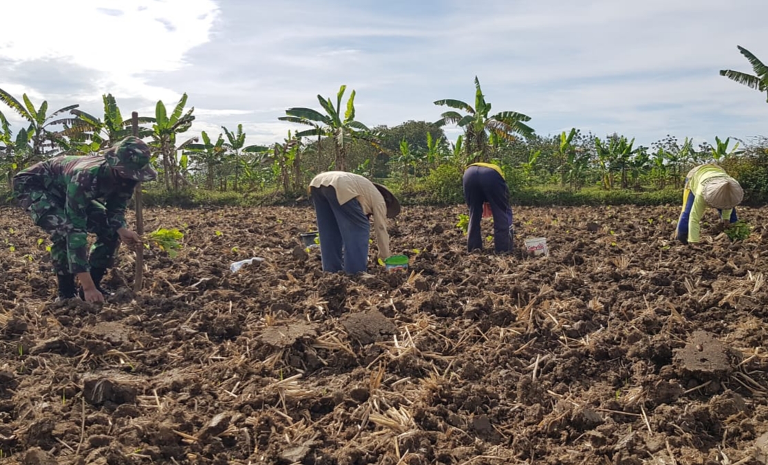 Serda Sukarji Faham Cara Menanam Jagung Yang Benar