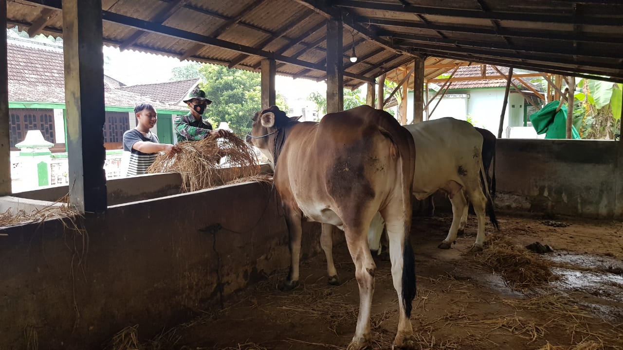 Usaha Penggemukan Sapi Milik Warga Tamansari Memberi Banyak Keuntungan Usaha Penggemukan Sapi Milik Warga Tamansari Memberi Banyak Keuntungan