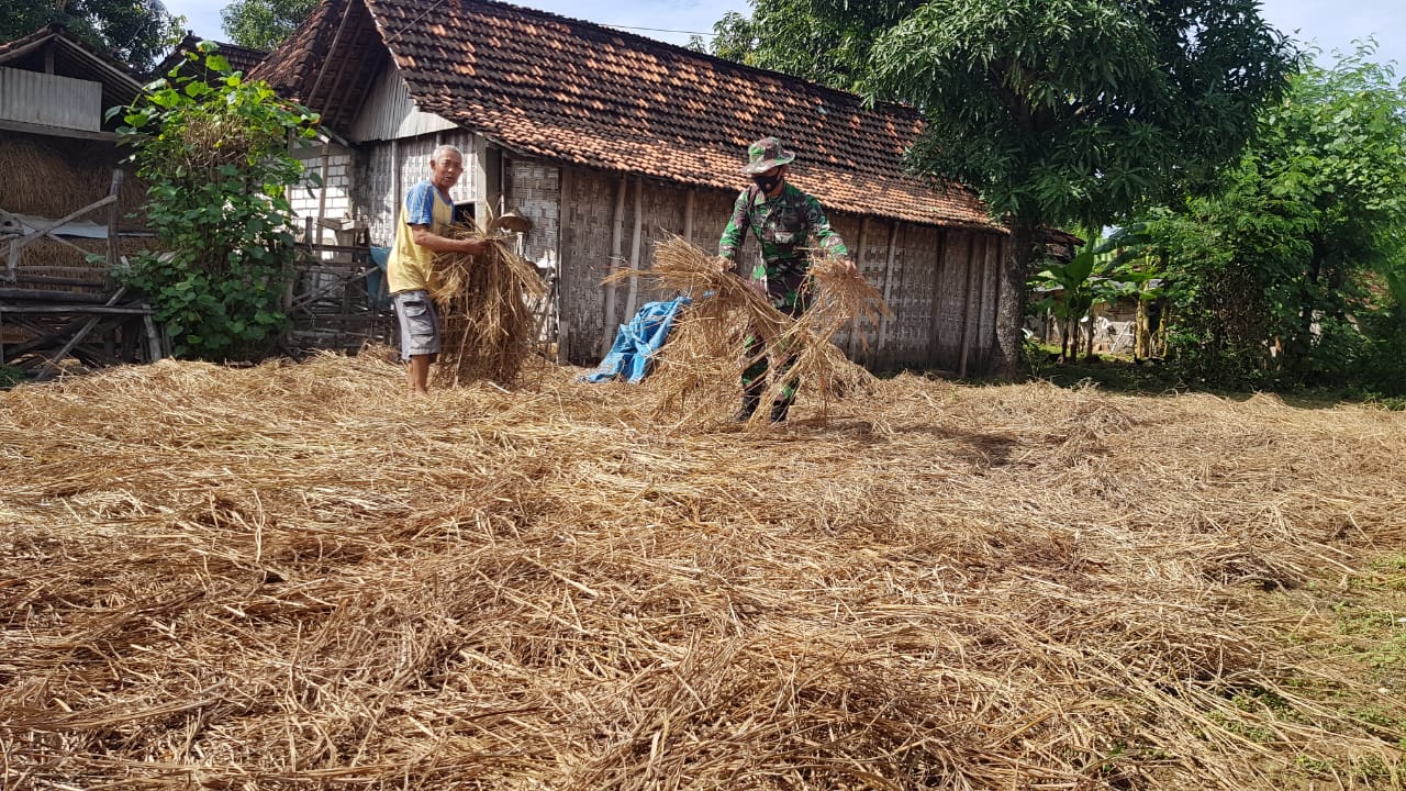 Anggota Satgas TMMD Bantu Jemur Damen Cadangan Pakan Ternak