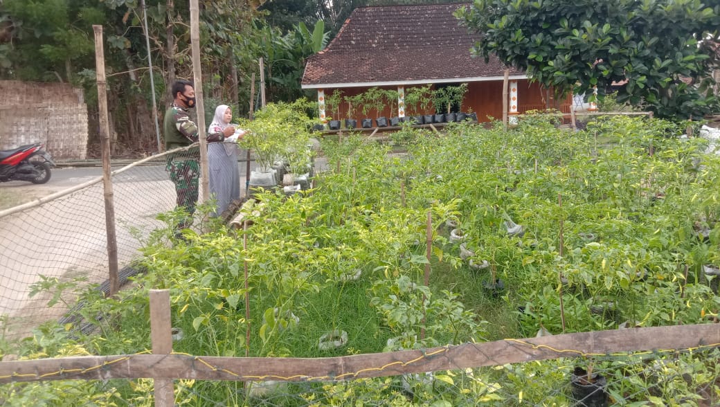 Jalin Komsos Satgas TMMD Bantu Warga Panen Cabai