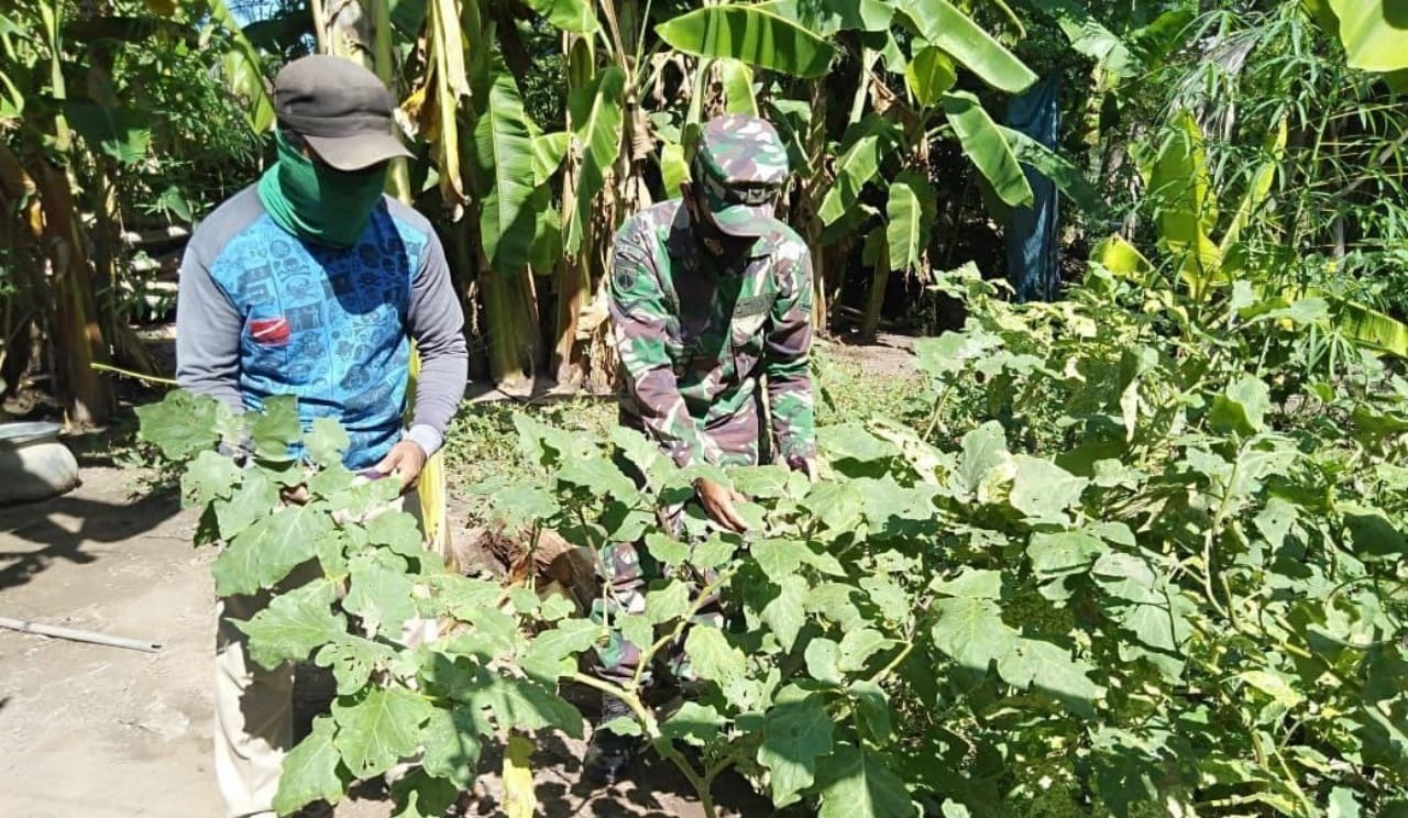 TNI Turun Ke Kebun Bantu Petani Panen Terong TNI Turun Ke Kebun Bantu Petani Panen Terong