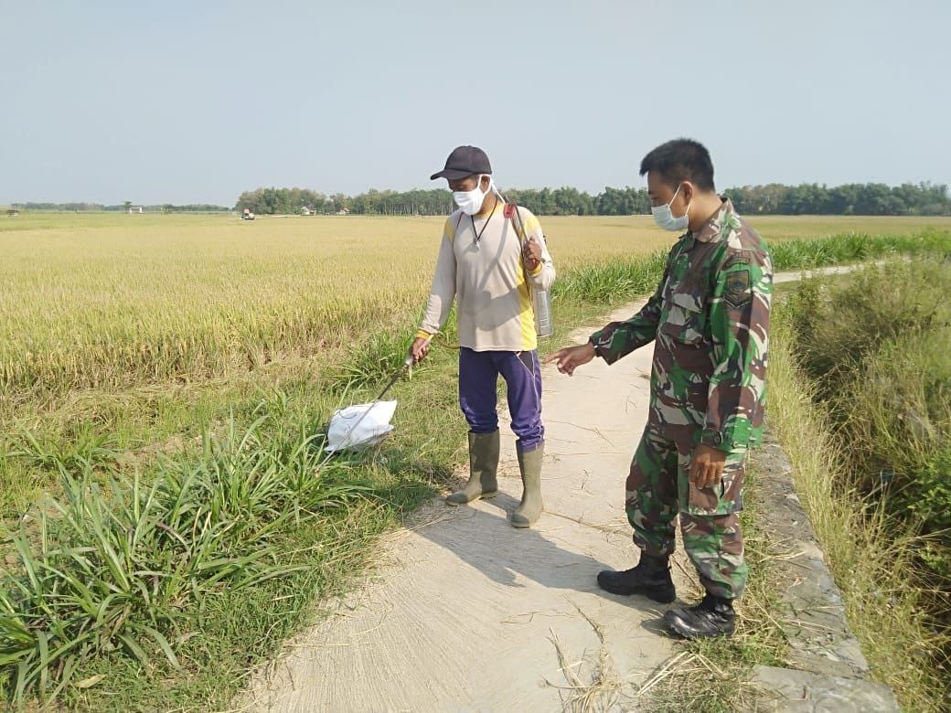 Satgas TMMD Bantu Penyemprotan Rumput Liar, Warga Berterima Kasih