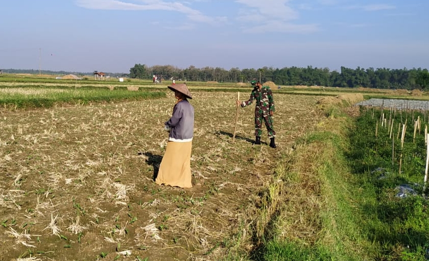 Paska Panen Padi Ke-2, Warga Desa Tamansari Tanam Kacang Hijau Paska Panen Padi Ke-2, Warga Desa Tamansari Tanam Kacang Hijau
