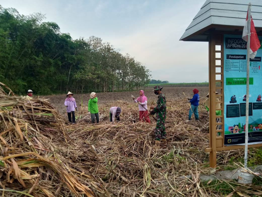 Satgas TMMD Kodim Pati Mencoba Sensasi Tebu Milik Warga