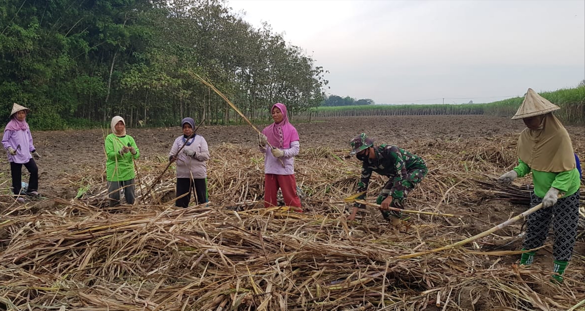 TNI Berjibaku Bersama Ibu-ibu Di Kebun Tebu