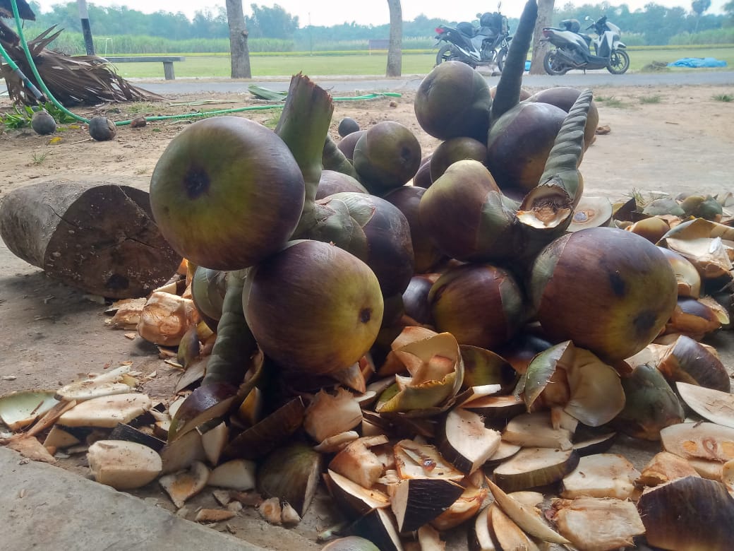 Inilah Buah siwalan Ciri Khas Desa Tamansari Kecamatan jaken Inilah Buah siwalan Ciri Khas Desa Tamansari Kecamatan jaken