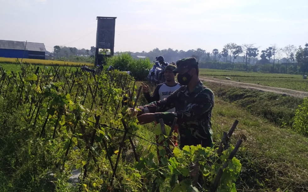 Panen Gambas Di Kebun Pak Ahmad Panen Gambas Di Kebun Pak Ahmad