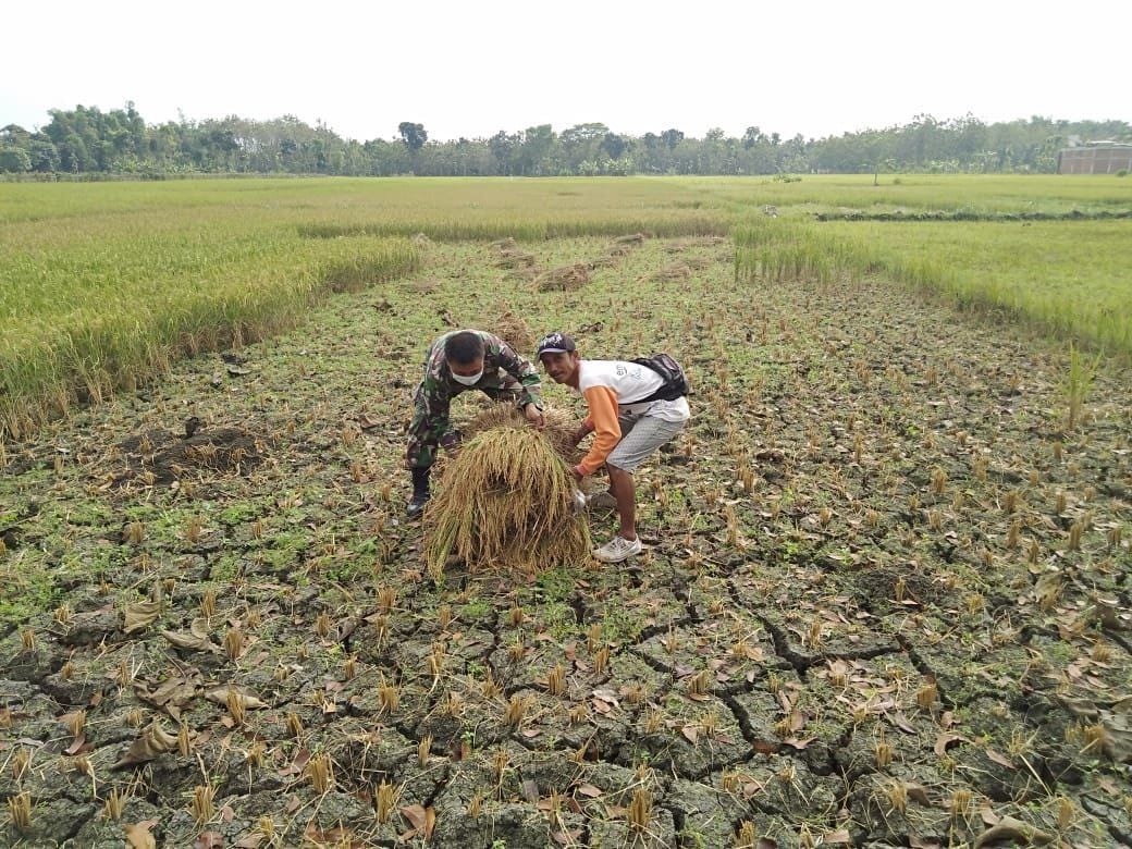 Satgas TMMD Reguler Ke 111 Kodim 0718/Pati Masih Menyempatkan Bantu Warga Panen Padi Satgas TMMD Reguler Ke 111 Kodim 0718/Pati Masih Menyempatkan Bantu Warga Panen Padi