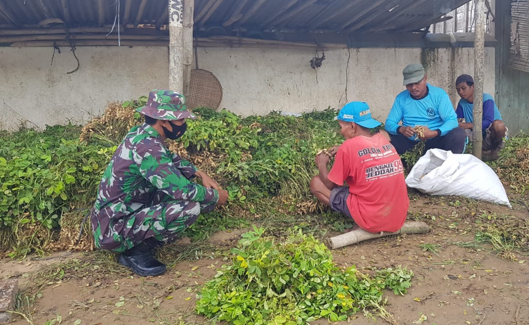 Daun Kacang Tanah Ternyata Bagus Untuk Pakan Ternak