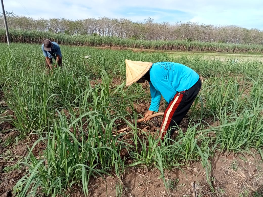 Manfaat Pembangunan Jalan Juga Dirasakan Oleh Petani Tebu Desa Tamansari Manfaat Pembangunan Jalan Juga Dirasakan Oleh Petani Tebu Desa Tamansari