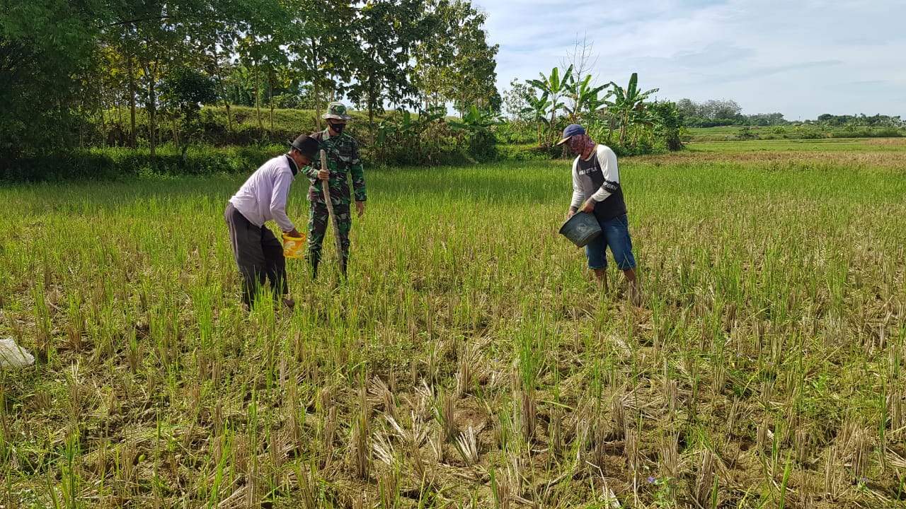 Sujadi Tanam Kedelai Untuk Menopang Kebutuhan Pangan Saat Pandemi Covid-19