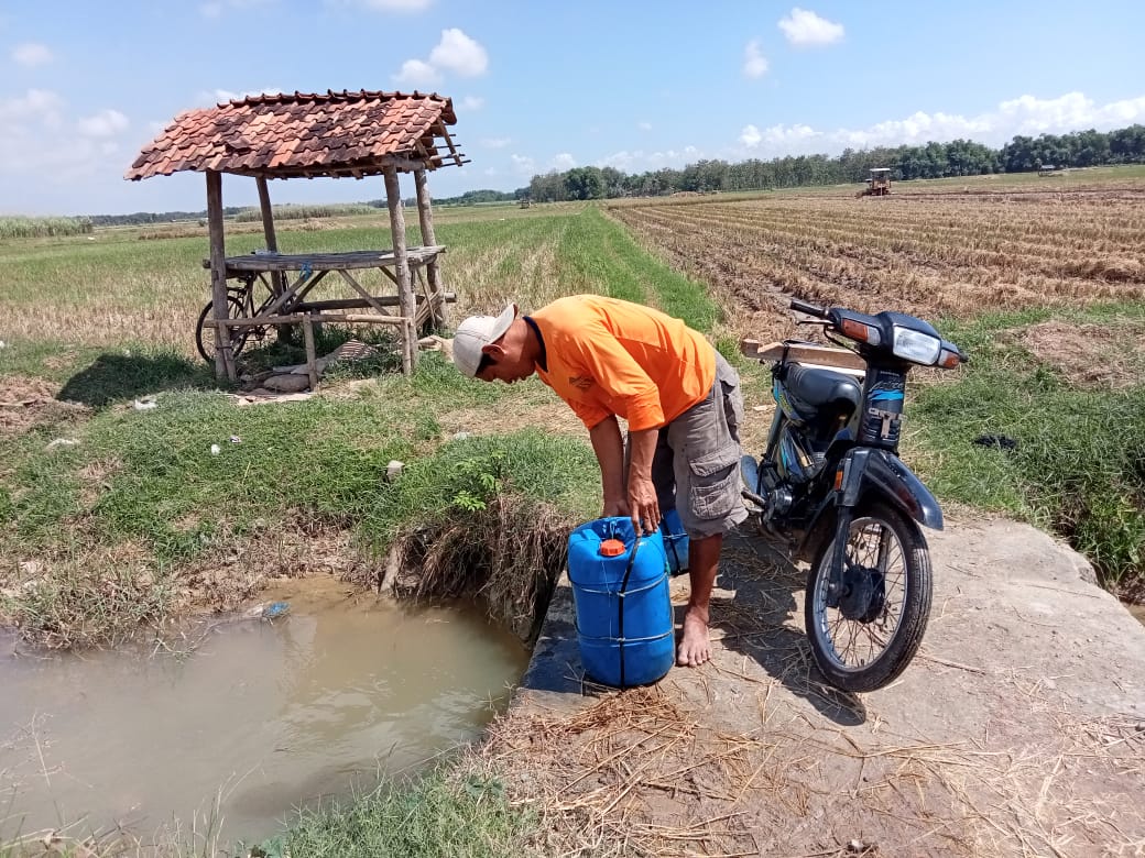 Hama Wereng Coklat Serang Padi Siap Panen, Resahkan Petani Desa Tamansari.