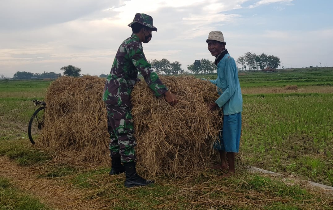 Jerami Kering Cadangan Pakan Ternak Saat Musim Kemarau