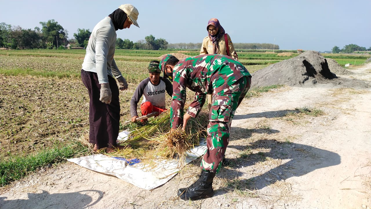 Anggota Satgas TMMD JUga Membantu Ubinan Para Petani Di Desa Tamansari