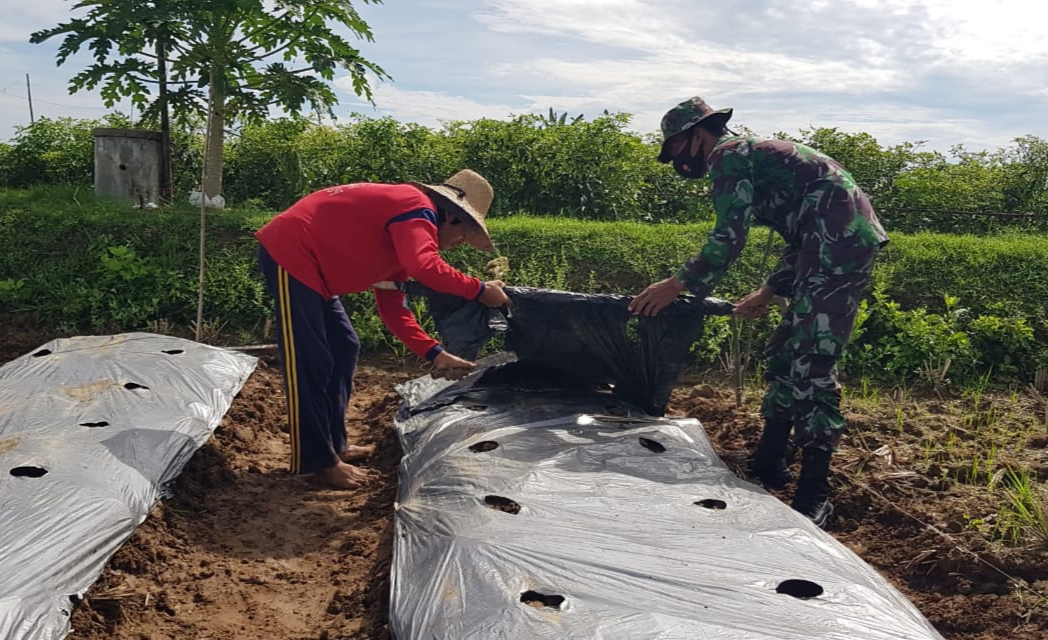 Inilah Alasan Sumarno Kenapa Lahan Sawahnya Ditanami Cabai