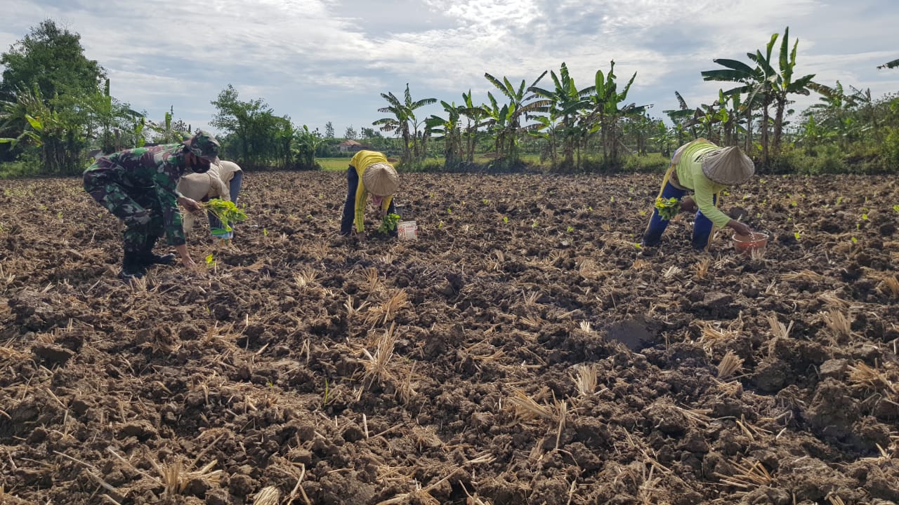 Anggota Satgas TMMD Bantu Warga Tanam Tembakau