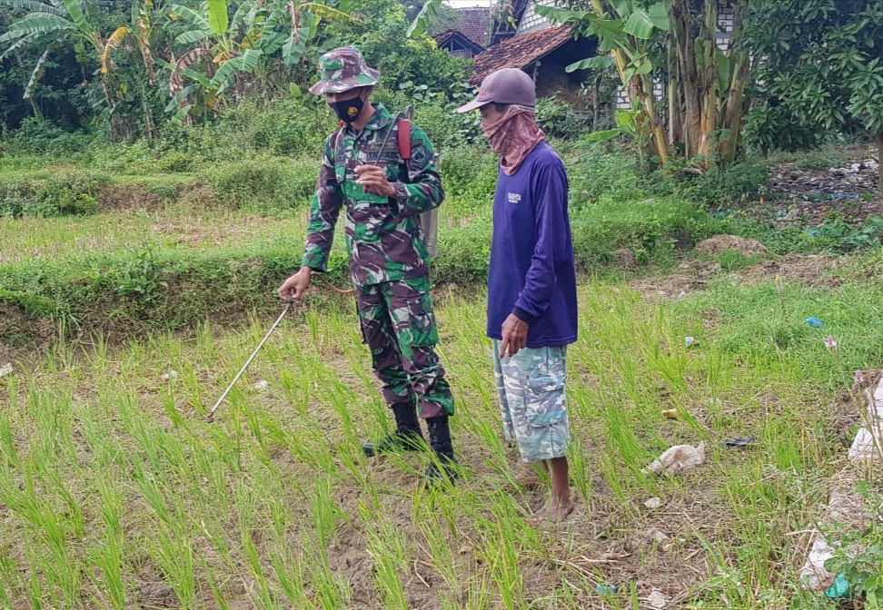 Tanaman Padi Sholekan Terancam Gagal Panen Tanaman Padi Sholekan Terancam Gagal Panen