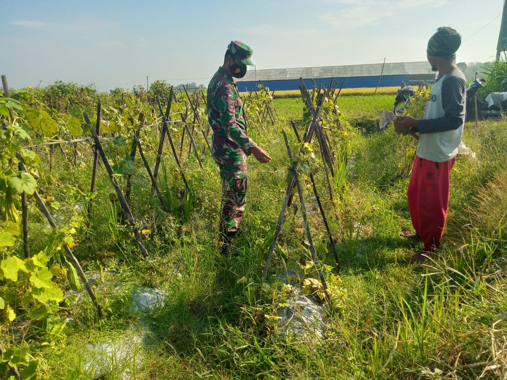 Komsos Dengan Petani Di Sawah, Satgas TMMD Ngangsu Kawruh Ilmu Pertanian