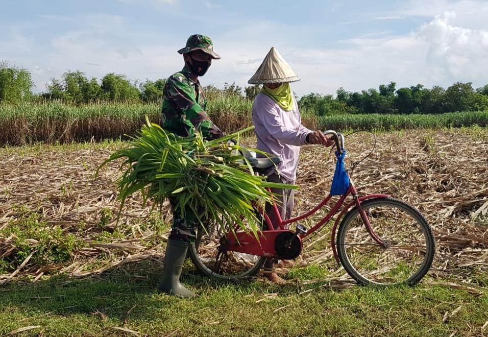 Pucuk Daun Tebu Ternyata Bisa Untuk Pakan Ternak Sapi Pucuk Daun Tebu Ternyata Bisa Untuk Pakan Ternak Sapi