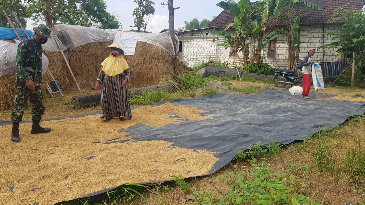 Sambil Membantu Menjemur Padi, Anggota Satgas Dapatkan Pengetahuan Tentang Fermentasi Jerami Sebagai Pakan Sapi