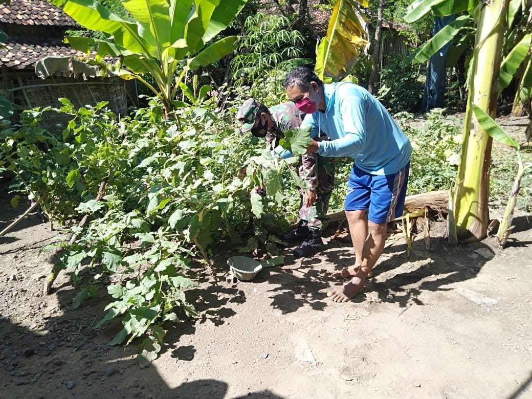 Satgas TMMD Bantu Panen Terong Warga Satgas TMMD Bantu Panen Terong Warga