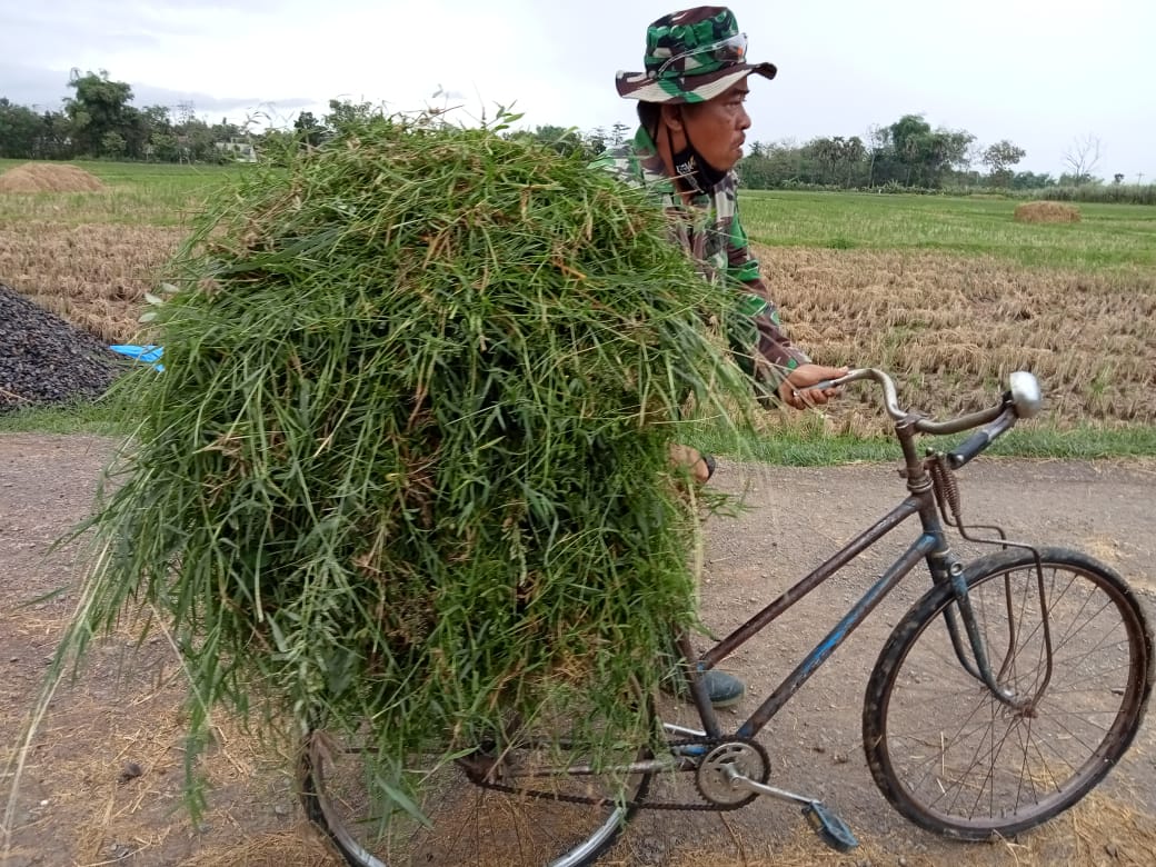 Anggota Satgas TMMD 111 Bantu Warga Mencari Rumput Untuk Pakan Sapi.