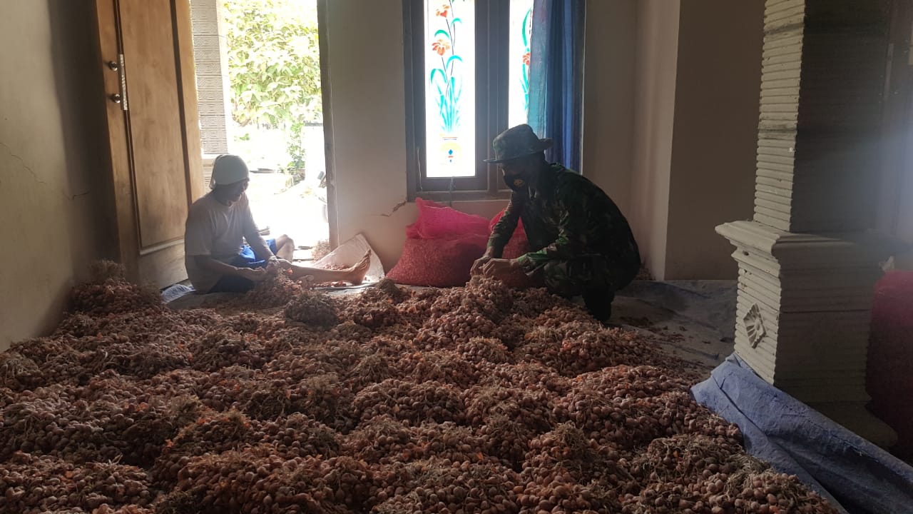 Dengan Tekad Bulat, Akhirnya Sumirah Sukses Menjadi Petani Bawang Merah Dengan Tekad Bulat, Akhirnya Sumirah Sukses Menjadi Petani Bawang Merah