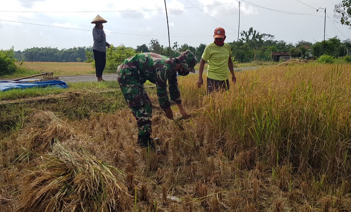 Panen Padi Bersama Bapak TNI