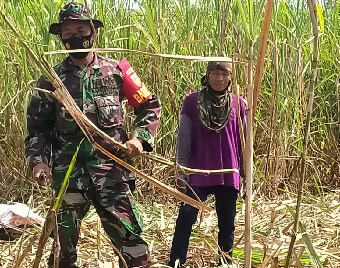 Tentara Nyasar Di Perkebunan Tebu