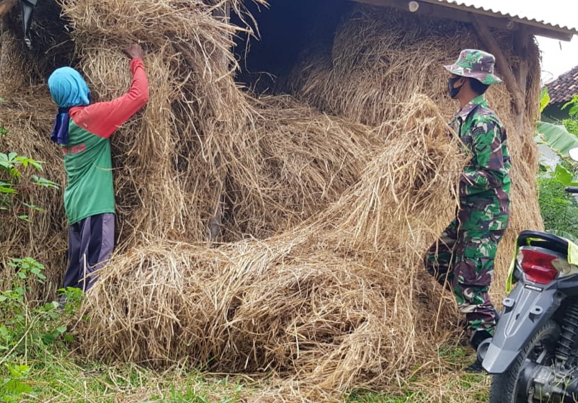 Jerami Kering Menjadi Cadangan Makanan Ternak Saat Musim Kemarau