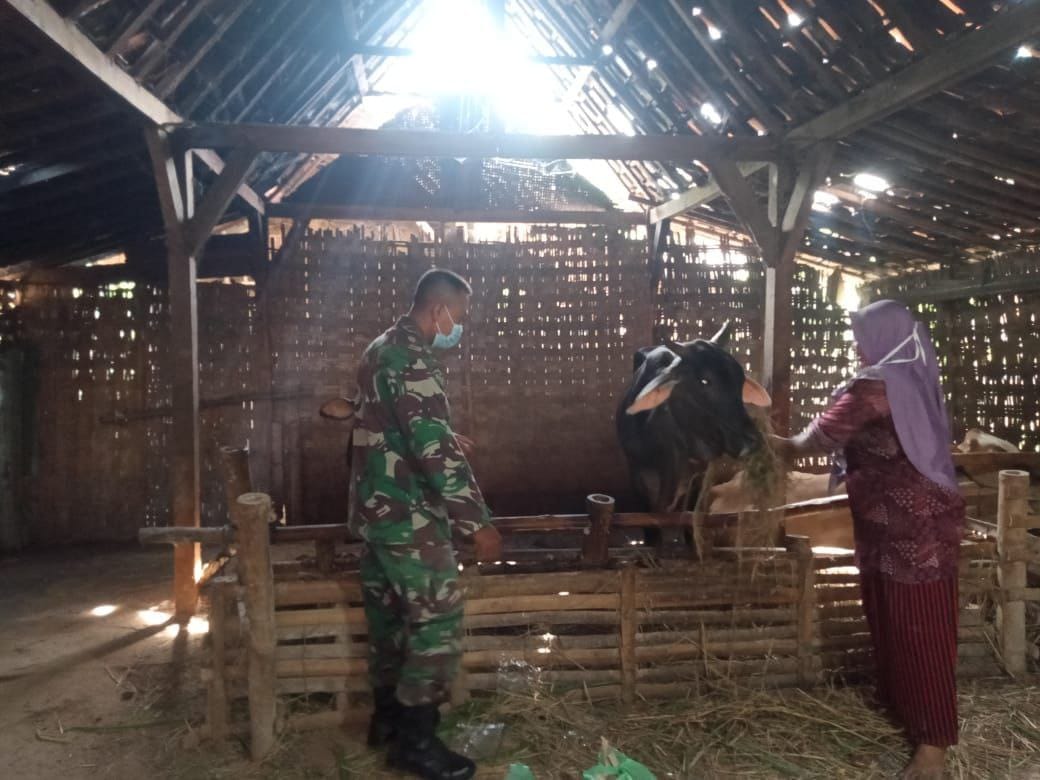 Anggota Satgas TMMD Jalin Komsos Dengan Peternak Sapi Anggota Satgas TMMD Jalin Komsos Dengan Peternak Sapi