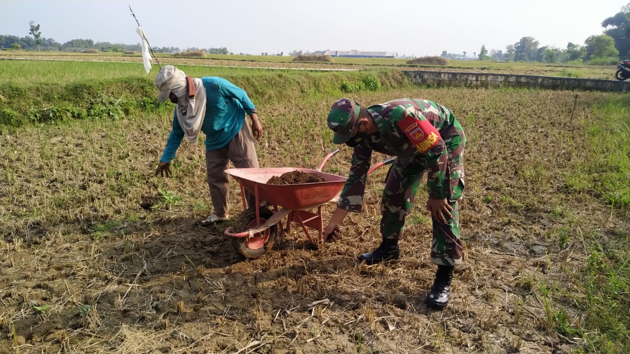 Pupuk Kandang Cocolnya Buat Tanaman Kacang Hijau