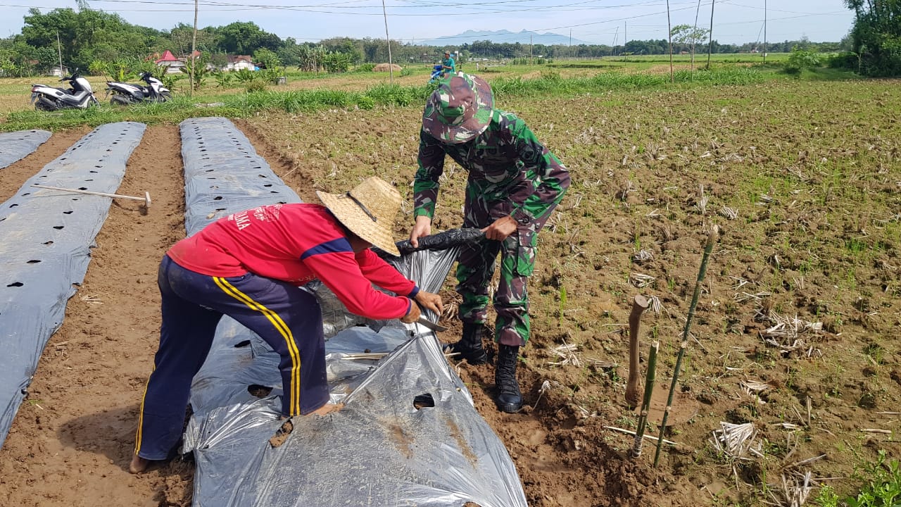 Anggota Satgas TMMD Bantu Warga Pasang Mulsa Plastik Untuk Tanam Tomat Anggota Satgas TMMD Bantu Warga Pasang Mulsa Plastik Untuk Tanam Tomat