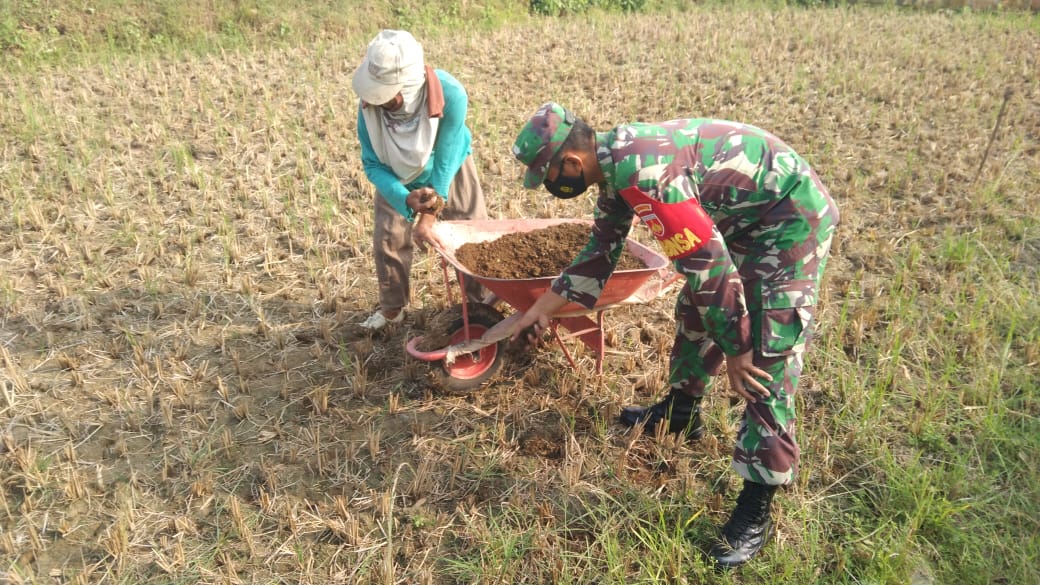 Pra TMMD TNI Membantu Warga Desa Tamansari Memupuk Tanaman Kacang Hijau