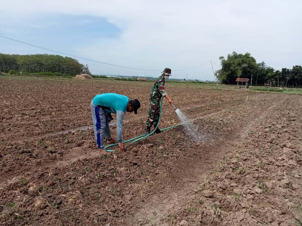 Anggota Satgas TMMD ke 111 Kodim 0718/Pati Turun Ke Lahan Bantu Petani Cabe Anggota Satgas TMMD ke 111 Kodim 0718/Pati Turun Ke Lahan Bantu Petani Cabe