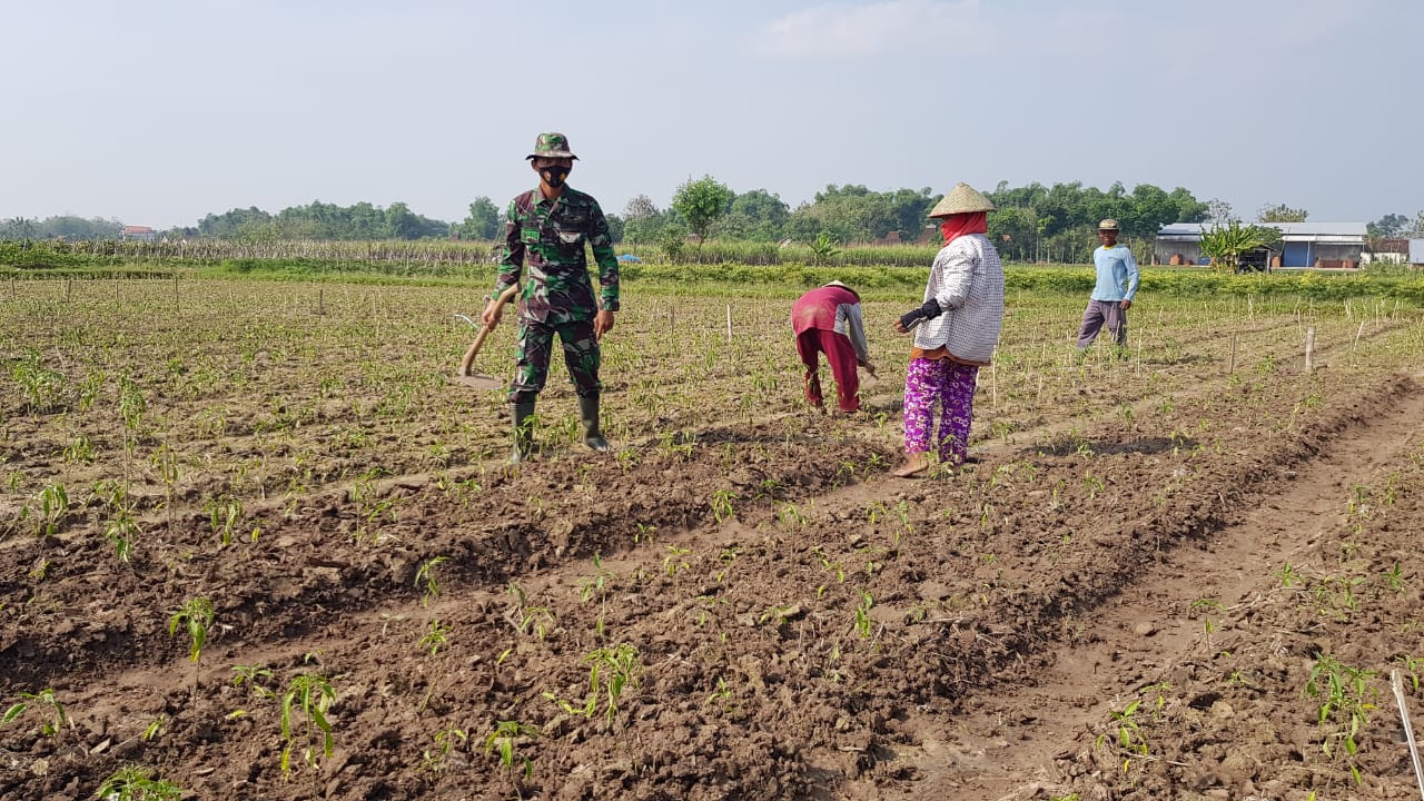 Satgas TMMD Bantu Warga Tamansari Menanam Bibit Cabai Satgas TMMD Bantu Warga Tamansari Menanam Bibit Cabai