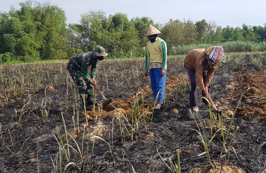 Tunas Tunggak Batang Tebu Bisa Menjadi Bibit  Baru Tunas Tunggak Batang Tebu Bisa Menjadi Bibit  Baru