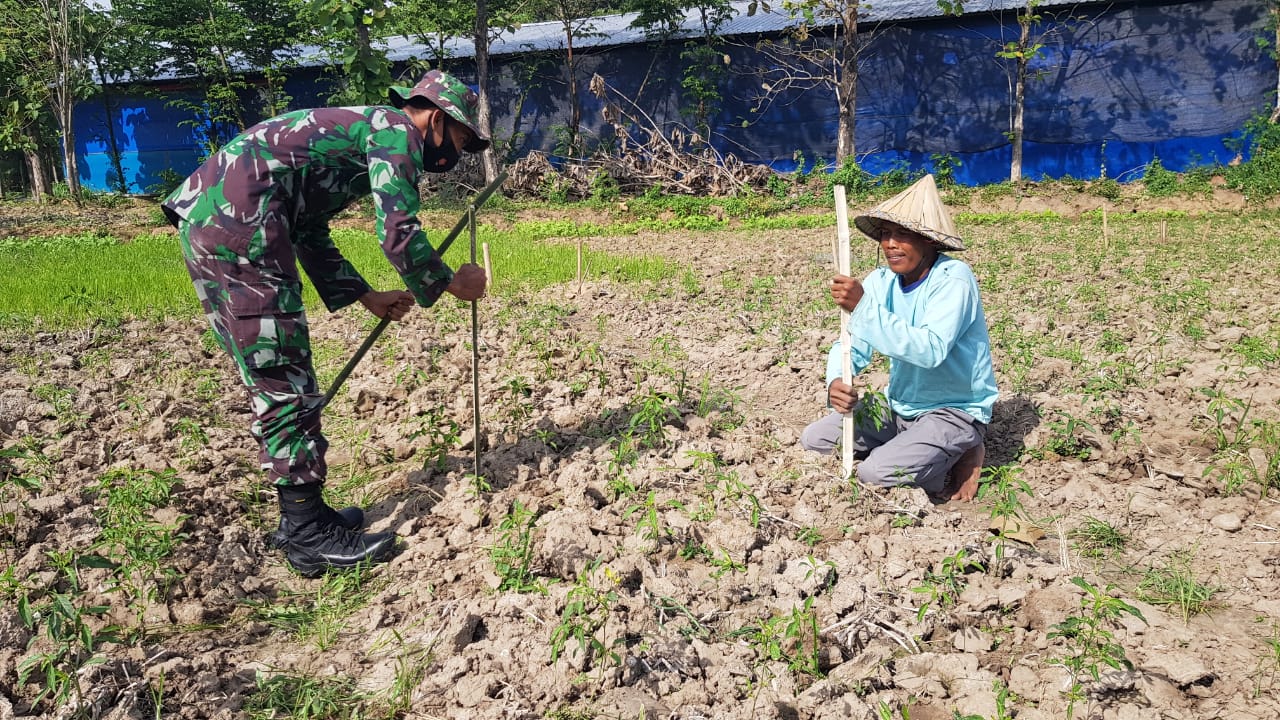 Tanaman Cabai Sarjono Masuk Tahapan Pengajiran