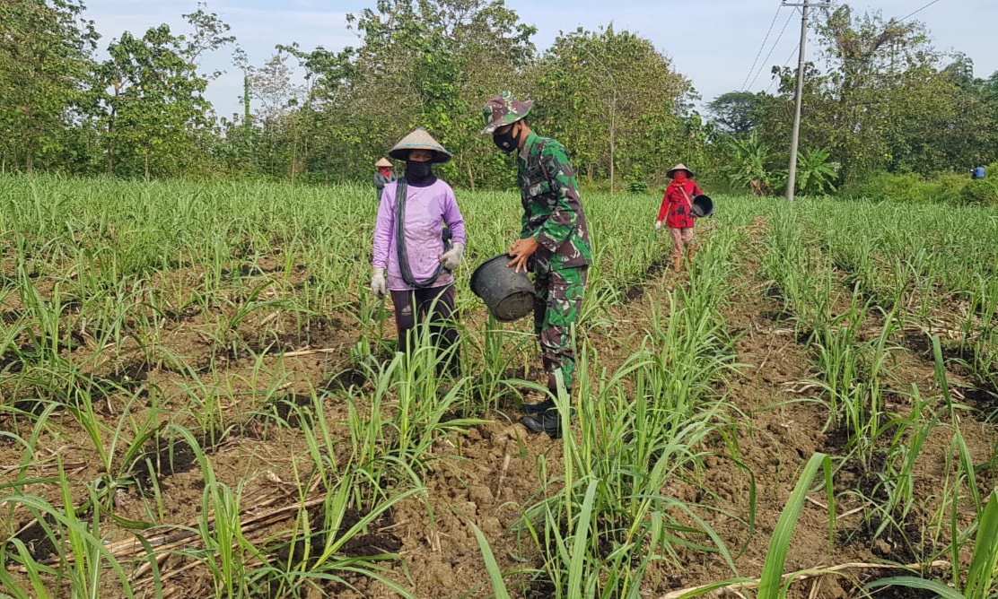 Pupuk Organik Cocok Untuk Pertumbuhan AkarTanaman Tebu